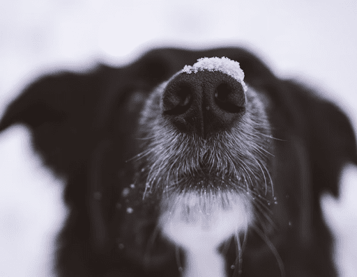 7 Winter Safety Tips for Dogs in Minnesota