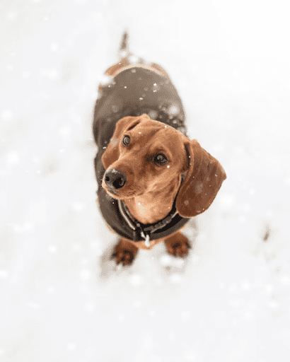 Know Your Dog’s Cold Weather Limits
