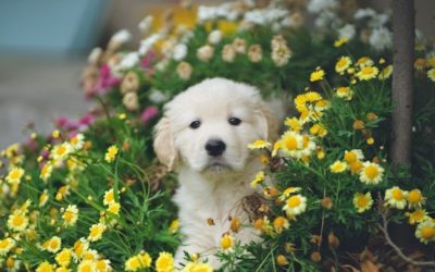 7 Spring Safety Tips for Pets