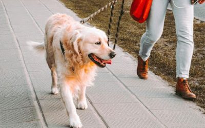 The Best Places to Walk Your Dog in Brooklyn Park, MN