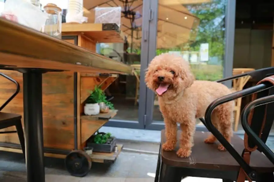 The Best Dog-Friendly Places in the Twin Cities
