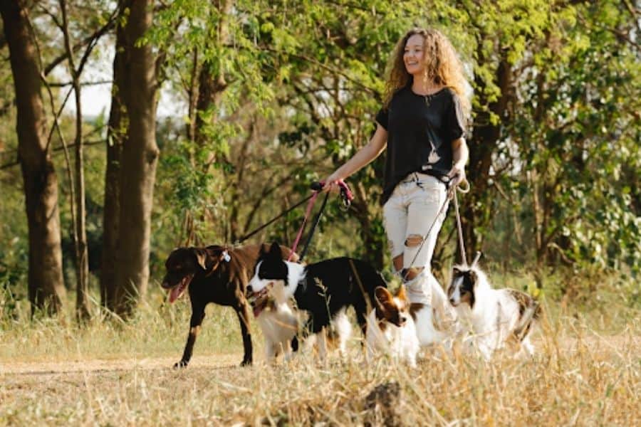 8 Reasons to Work for a Professional Pet Sitting or Dog Walking Company