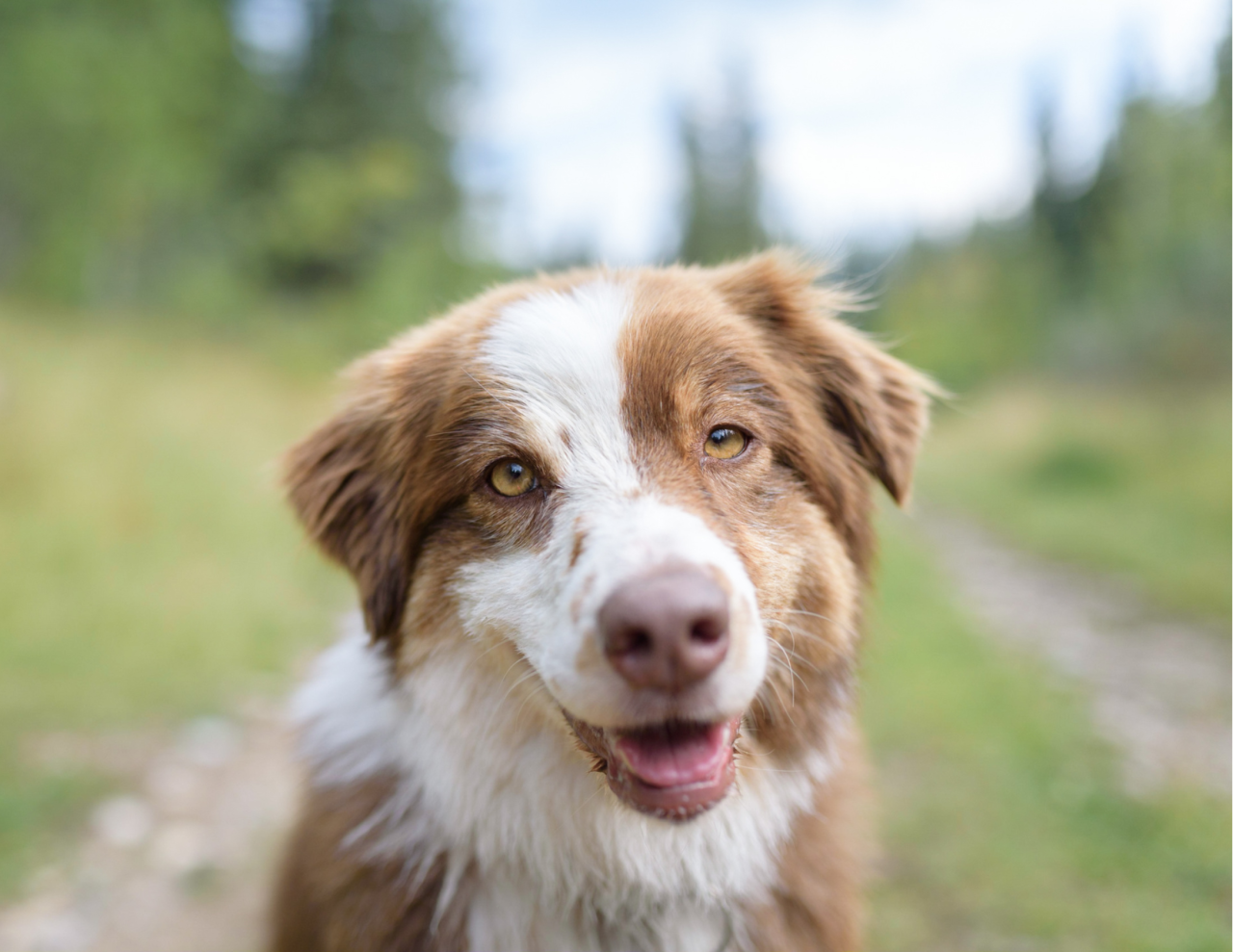 Adventure Hikes Pup Culture Dog Walking And Pet Sitting